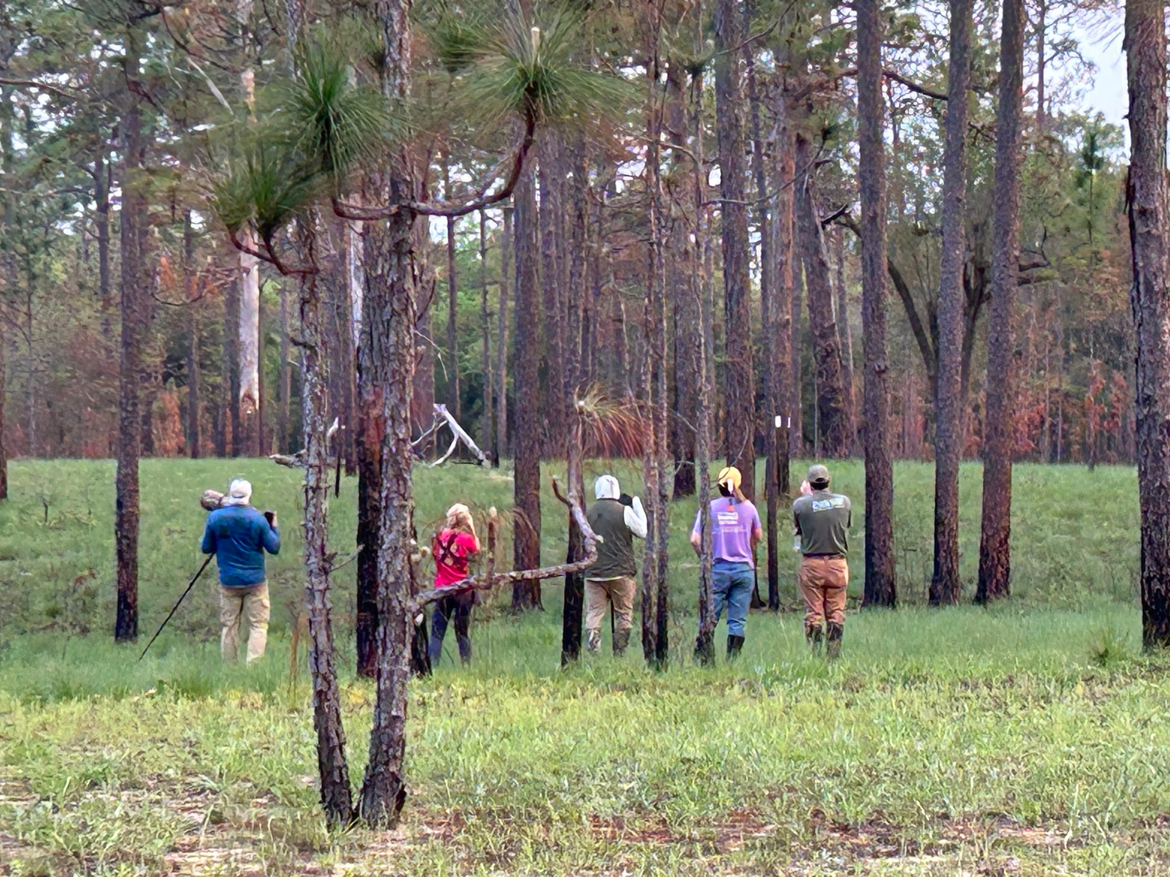 A group of people stands in a forest, observing the surroundings.