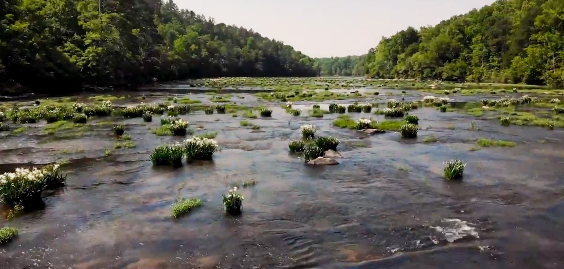 A serene river landscape dotted with patches of vegetation and framed by lush greenery.